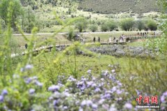 “香格里拉”花之旅启幕 邀游客